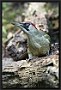 Groene Specht, European Green Woodpecker, Picus viridis Location: Twente. the Netherlands Groene Specht MG 2386 kopie